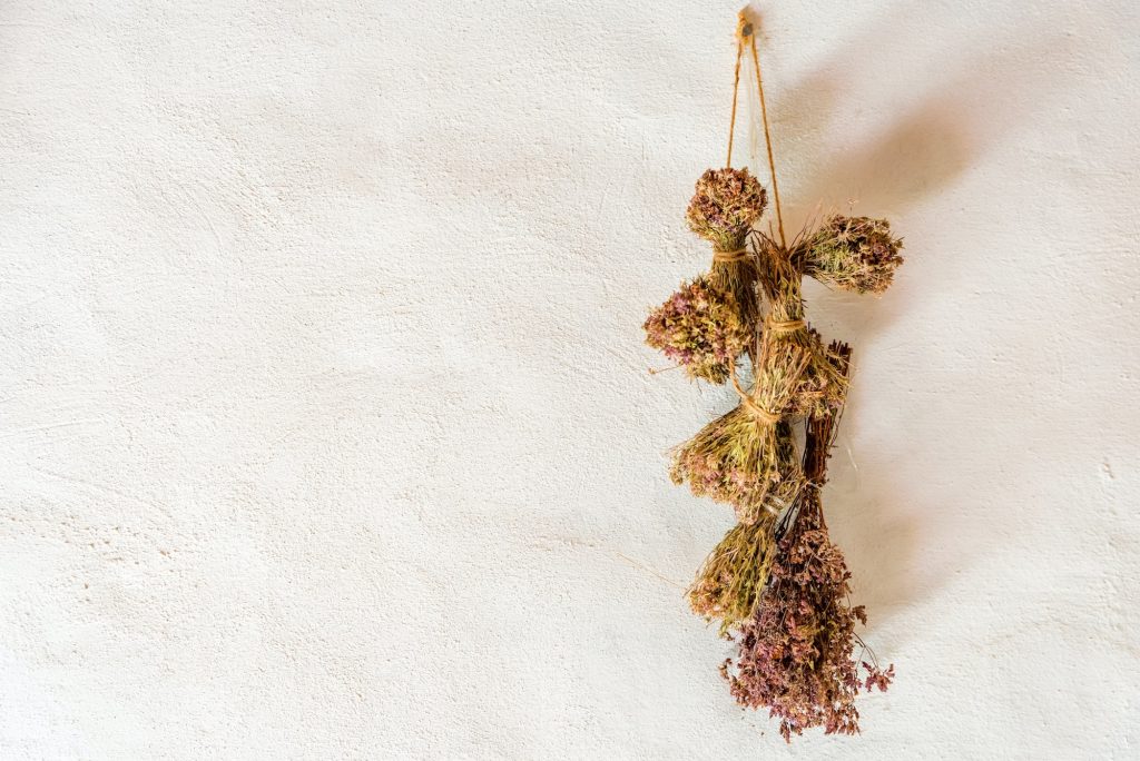 Bundles of dried herbs hanging against white wall