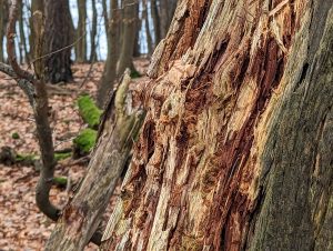 Punk Wood an einem abgestorbenen Baum als natürlicher Zunder