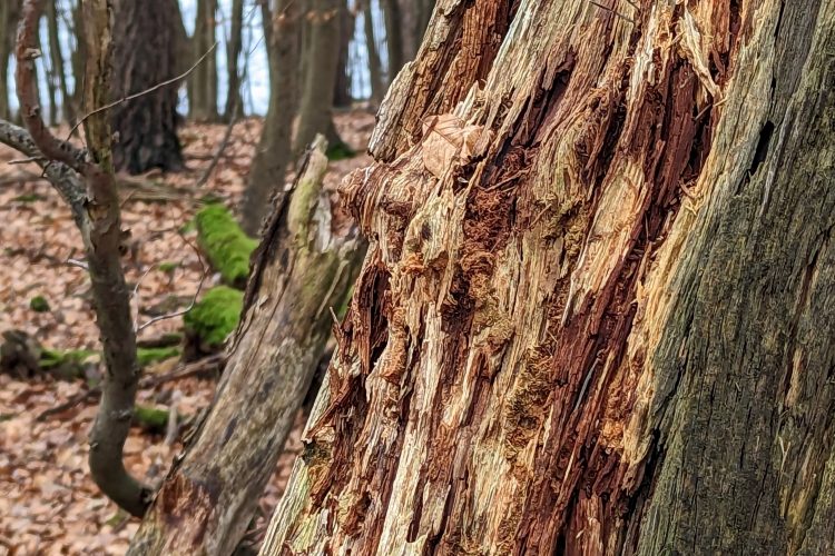 Punk Wood an einem abgestorbenen Baum als natürlicher Zunder